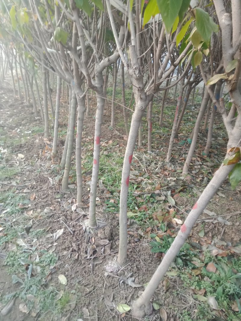 腊梅从生腊梅独杆腊梅素心腊梅腊梅盆栽