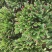 单层蟹爪兰【锦上添花】漳州基地大棚种植