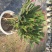 单层蟹爪兰【锦上添花】漳州基地大棚种植