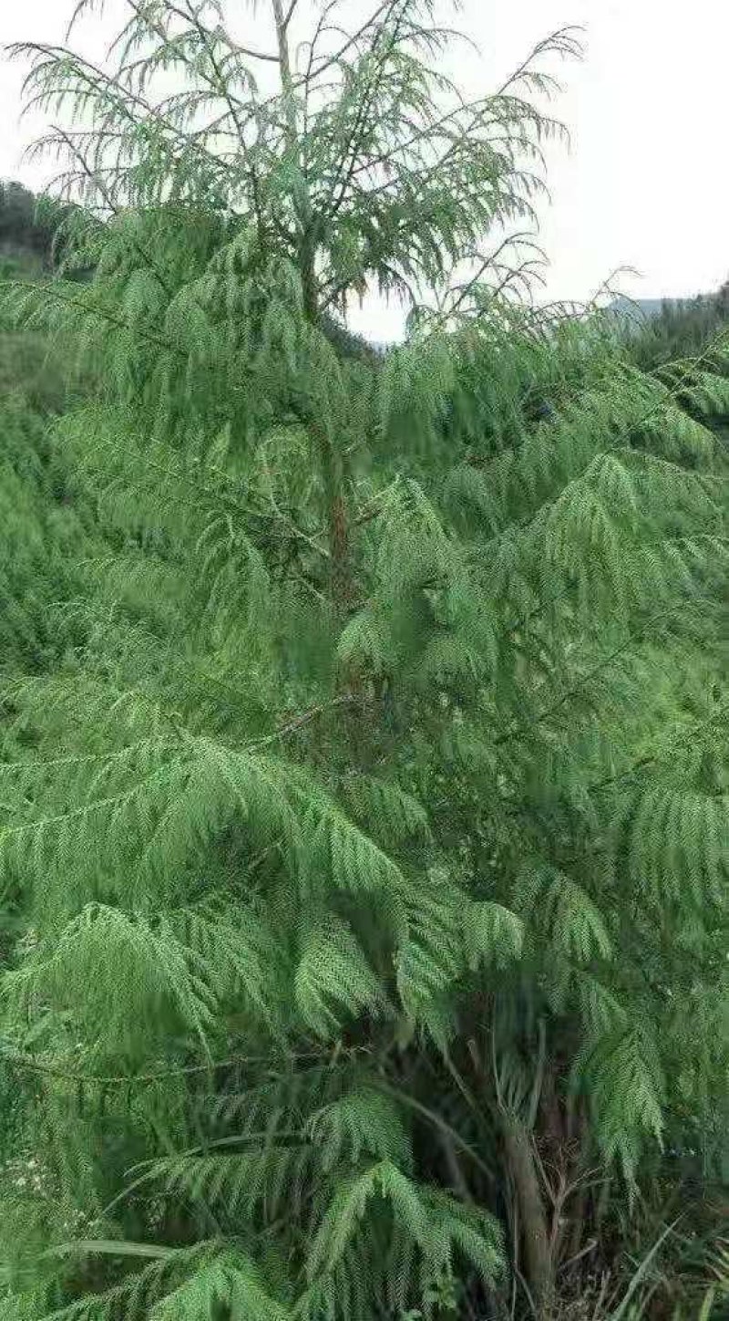 杉木