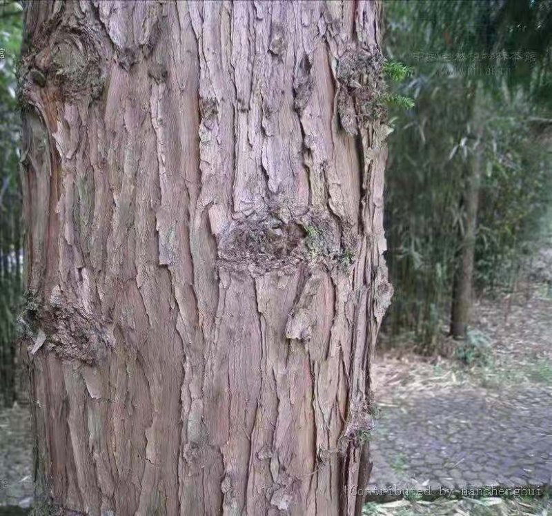 杉木
