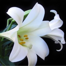 岷江百合，百合，花和种子都可食用