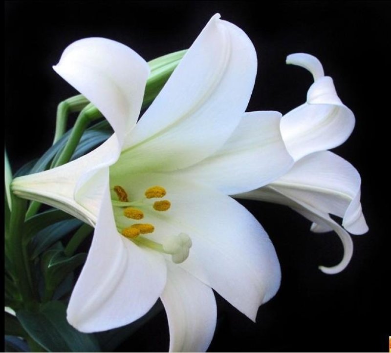 岷江百合，百合，花和种子都可食用