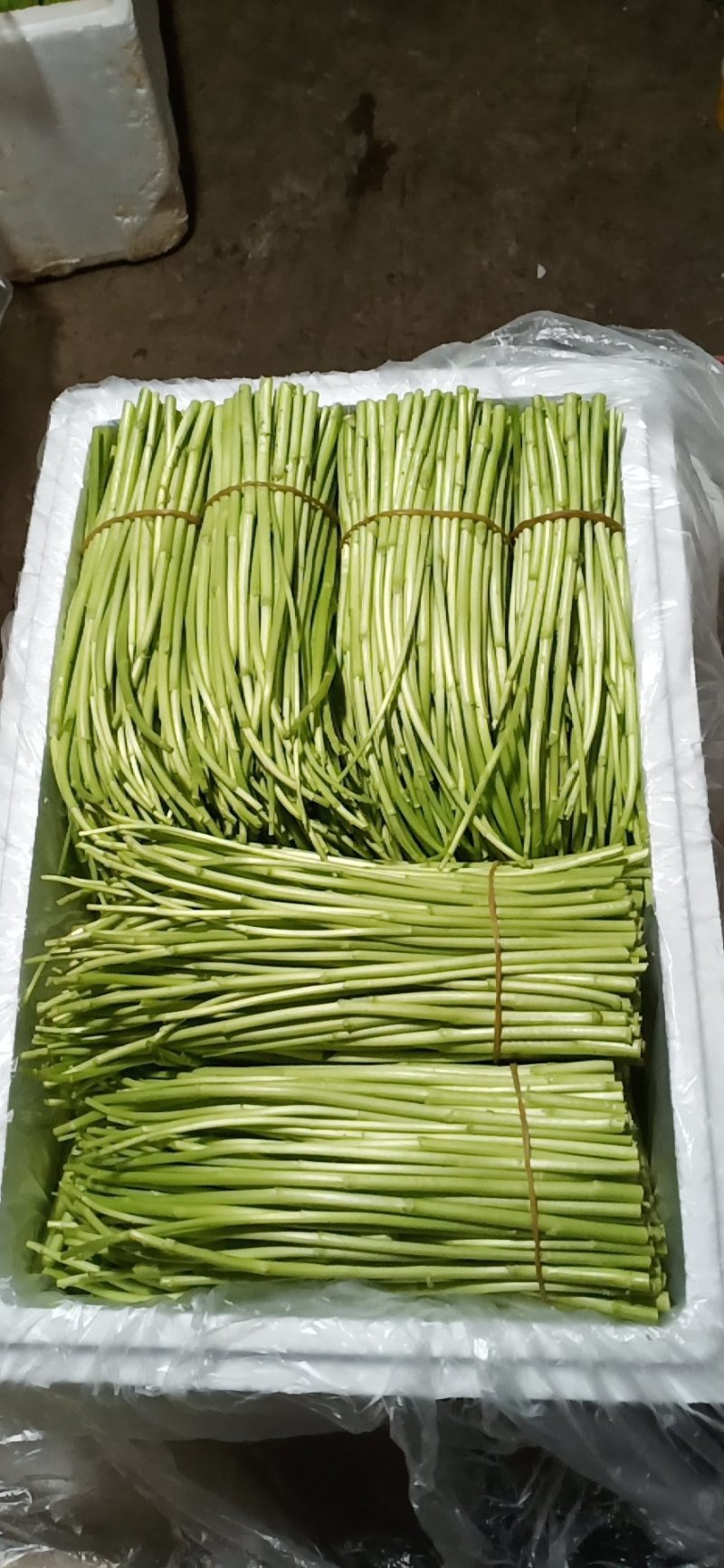 【黎蒿】芦蒿，诚信经营，质优价廉！欢迎全国采购商咨询！