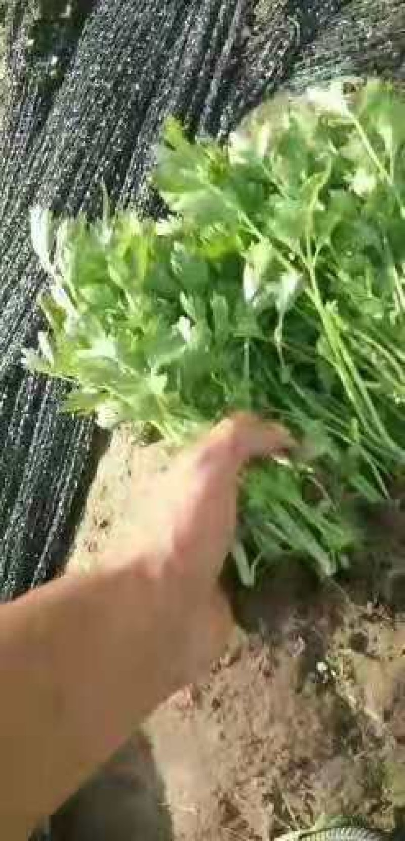 预定芹菜苗皇后芹菜苗苗质量好易成活