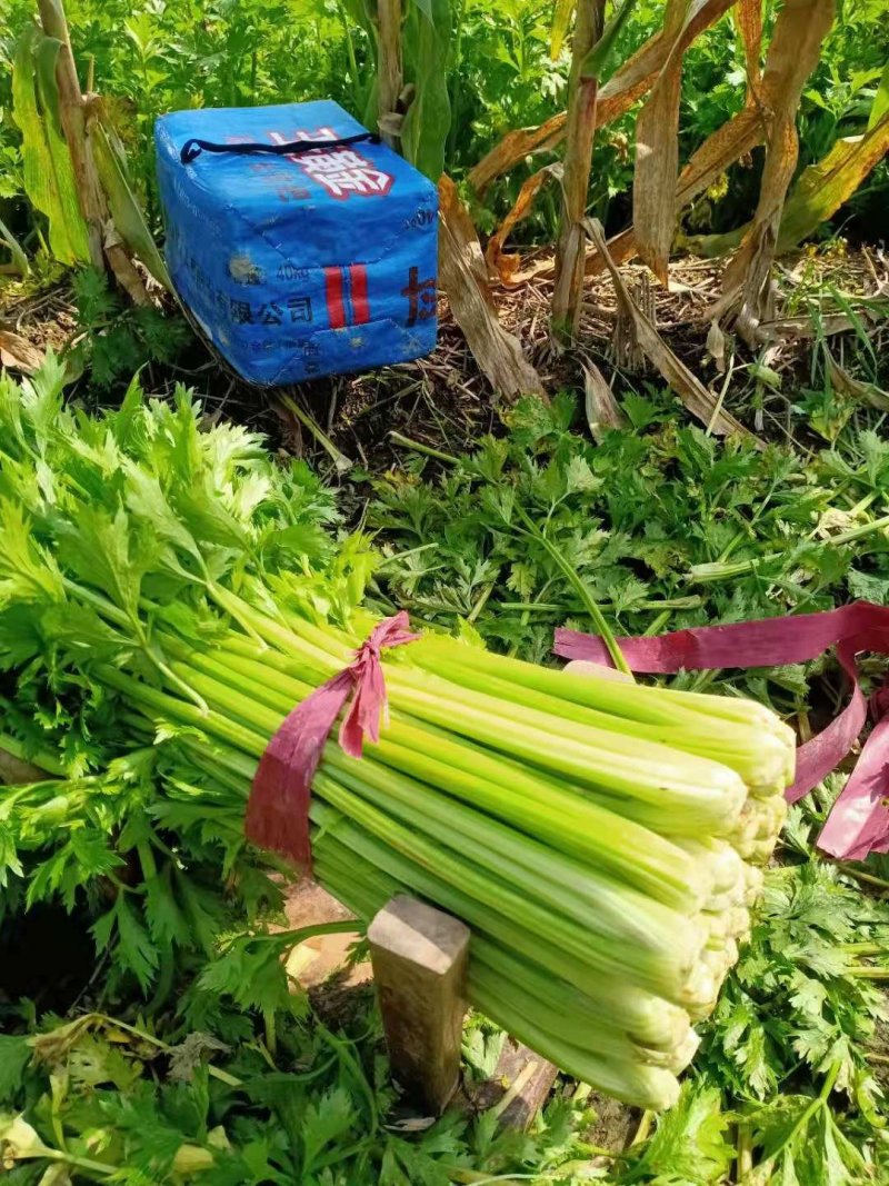 预定芹菜苗皇后芹菜苗苗质量好易成活