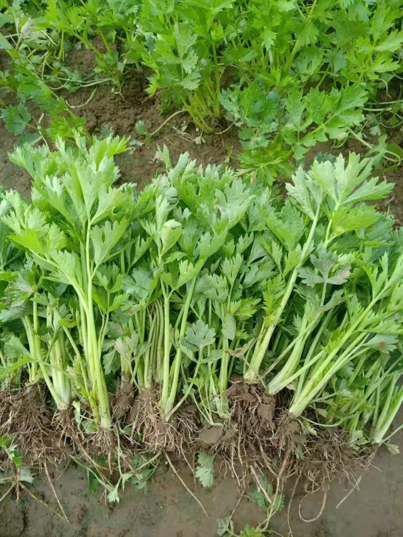 预定芹菜苗皇后芹菜苗苗质量好易成活