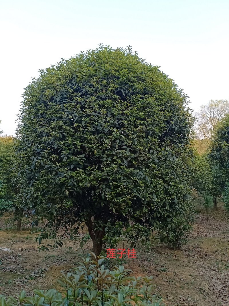 黄山栾树12~14cm10~12cm3.5~4米