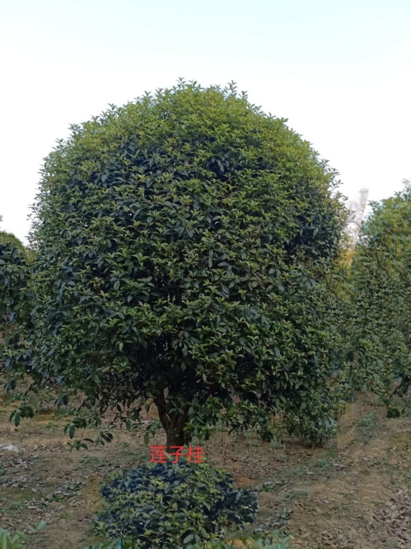 黄山栾树12~14cm10~12cm3.5~4米