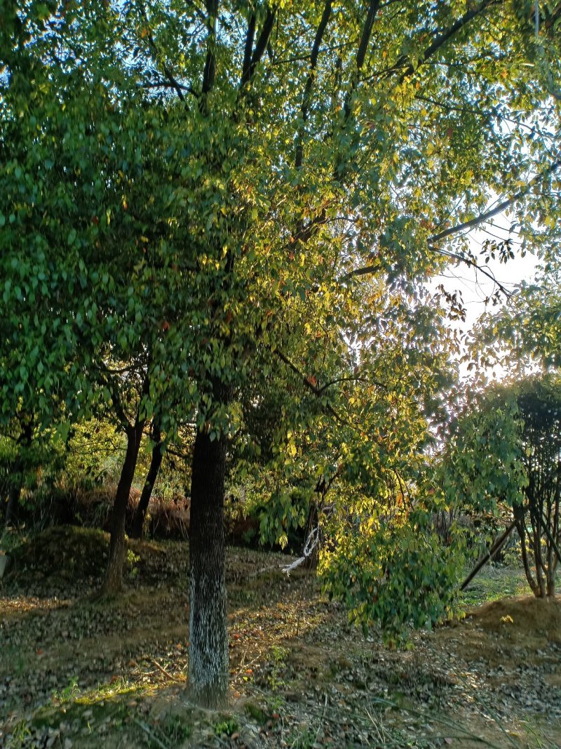 黄山栾树12~14cm10~12cm3.5~4米
