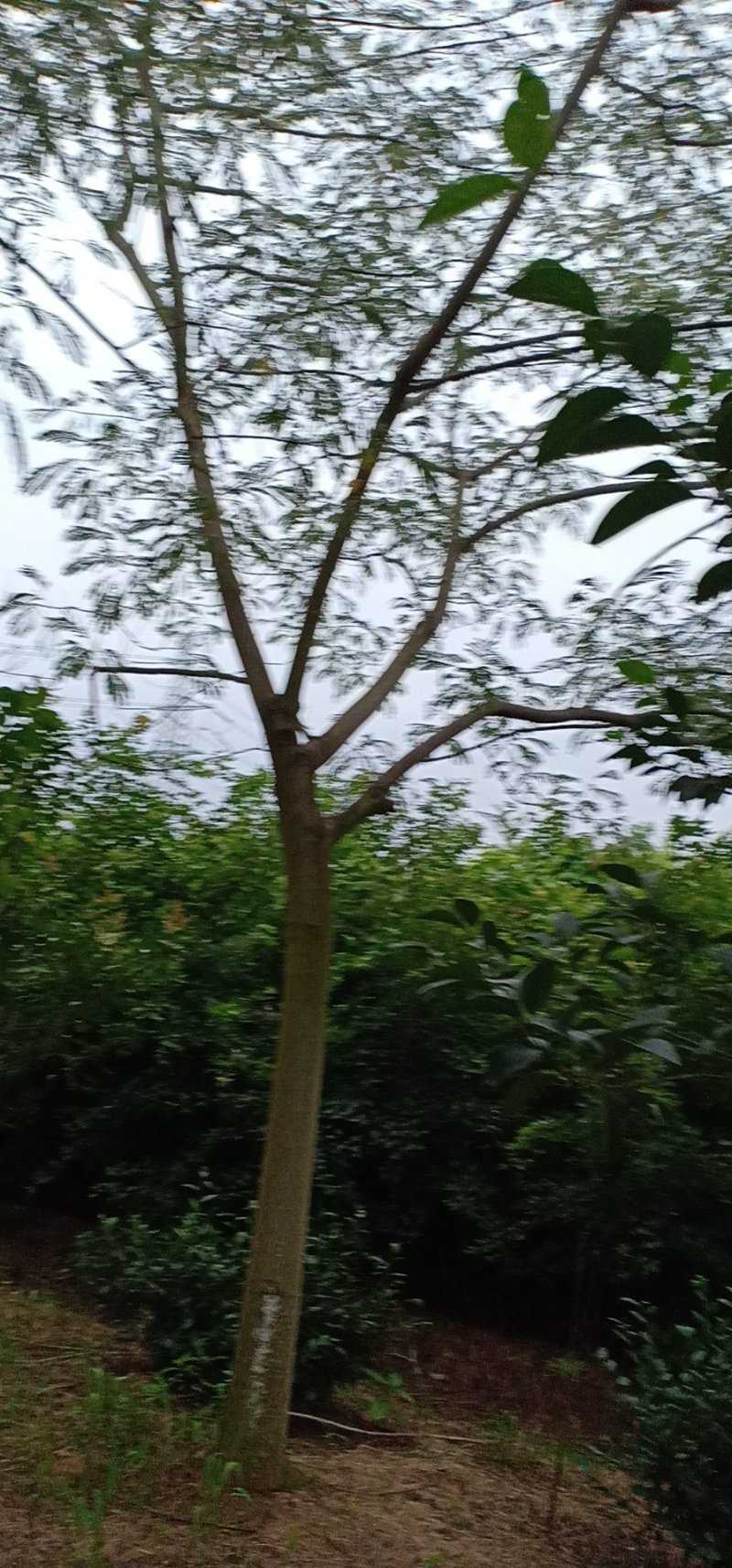 黄山栾树12~14cm10~12cm3.5~4米