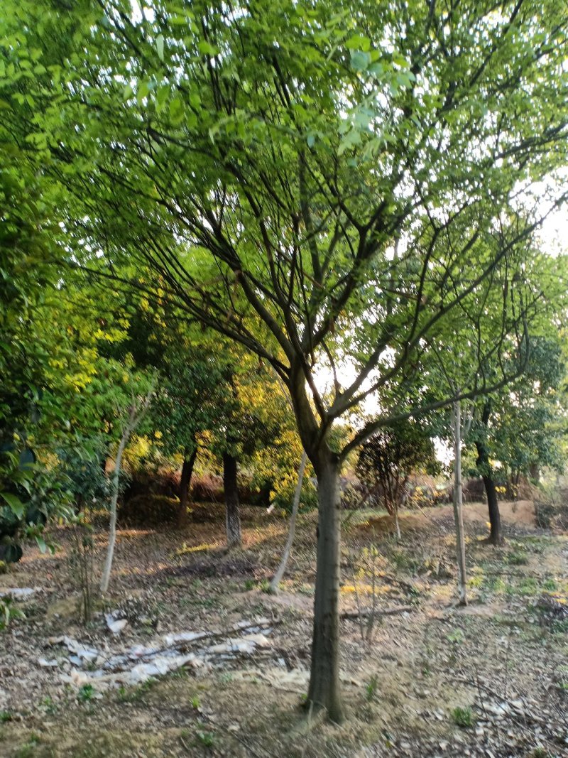 黄山栾树12~14cm10~12cm3.5~4米