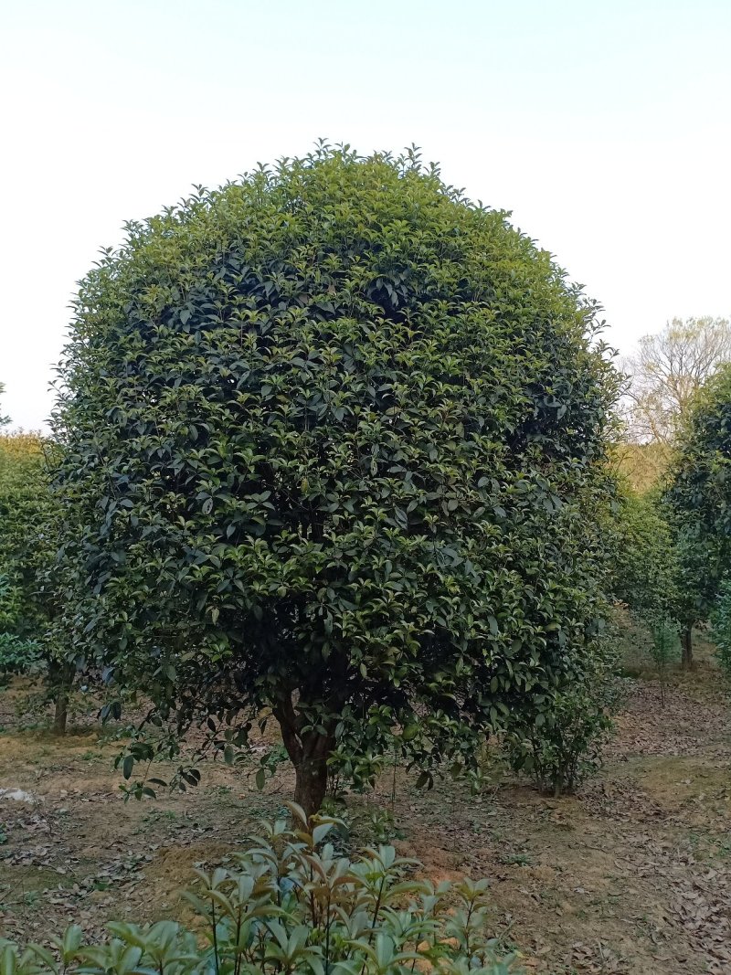青桐树4~6cm4~6cm23-4
