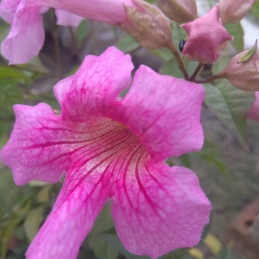 非洲凌霄花，粉红凌霄