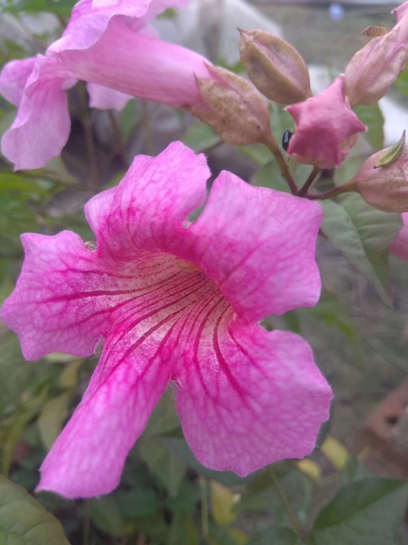 非洲凌霄花，粉红凌霄