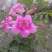 非洲凌霄花，粉红凌霄