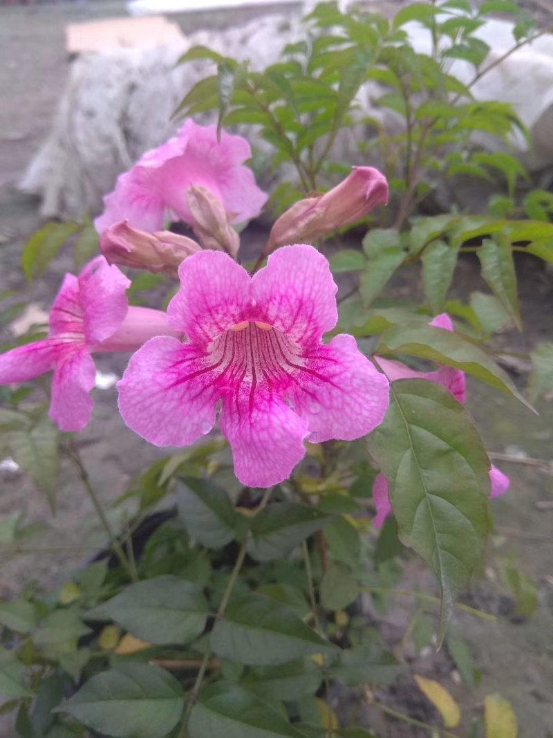 非洲凌霄花，粉红凌霄
