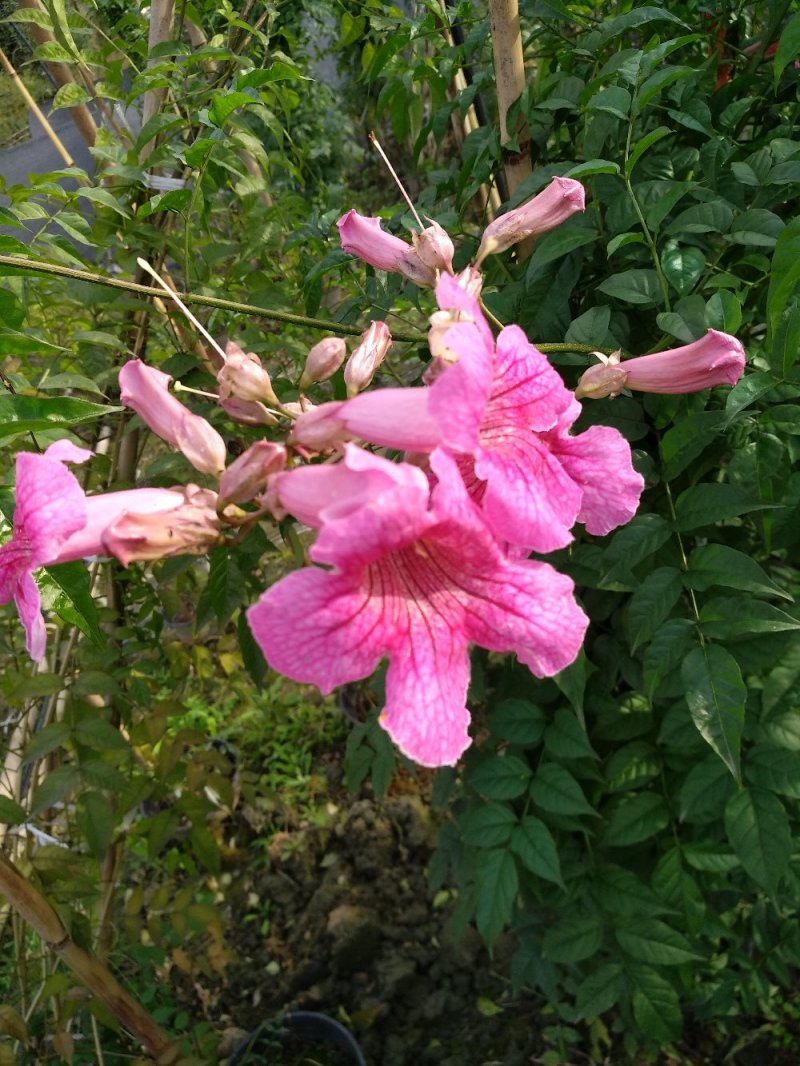 非洲凌霄花，粉红凌霄