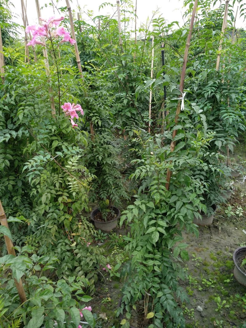 非洲凌霄花，粉红凌霄