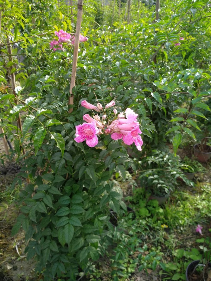 非洲凌霄花，粉红凌霄