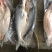 开背巴沙鱼，肉质鲜嫩，8一16条
