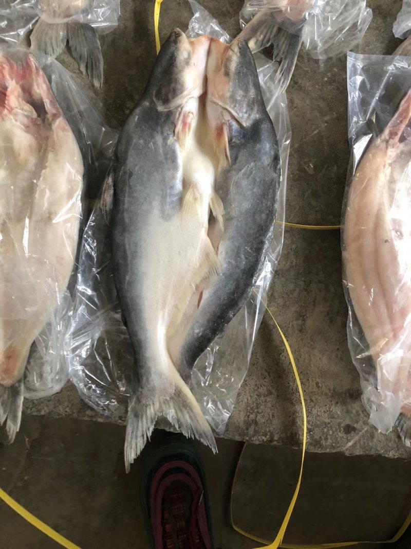 开背巴沙鱼，肉质鲜嫩，8一16条
