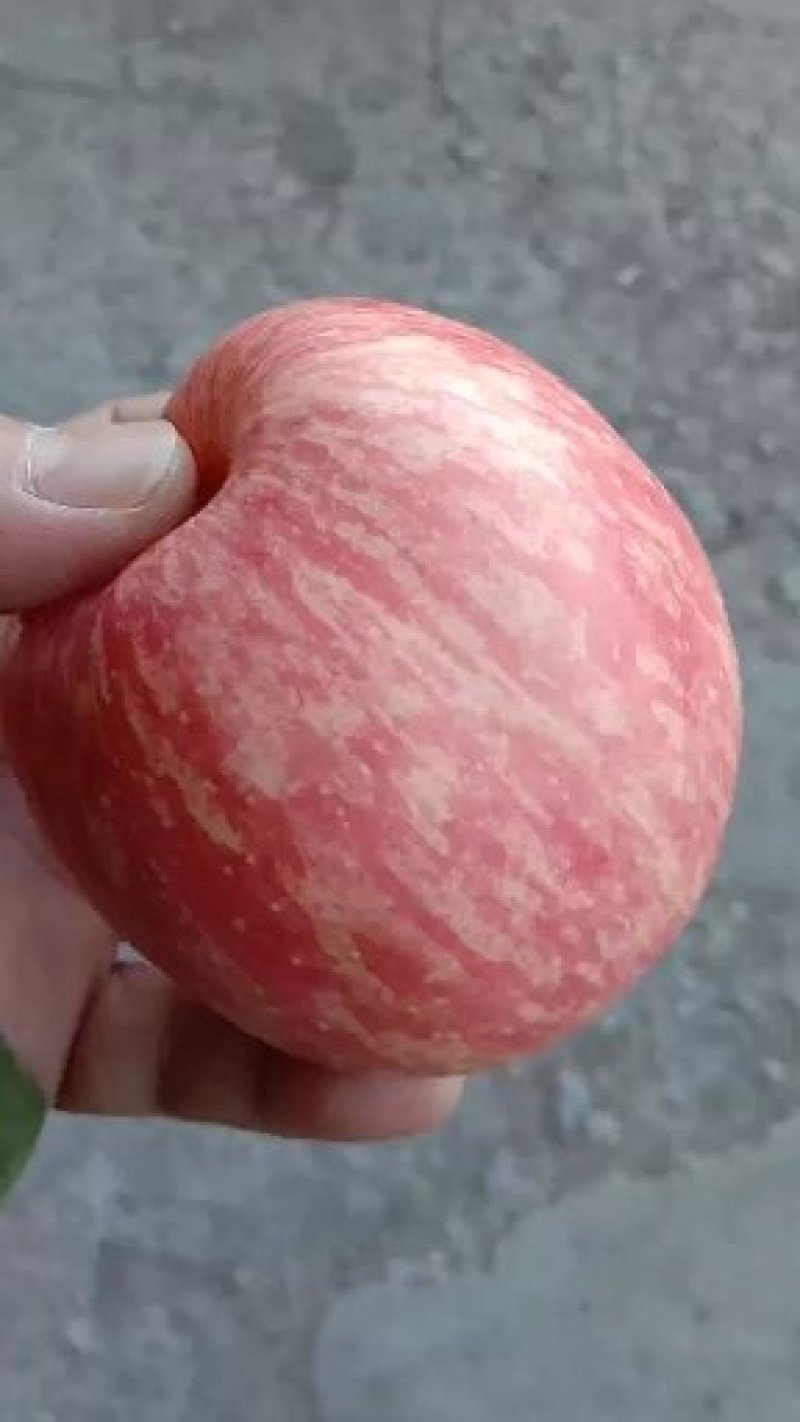 红富士苹果产地直销年前备货