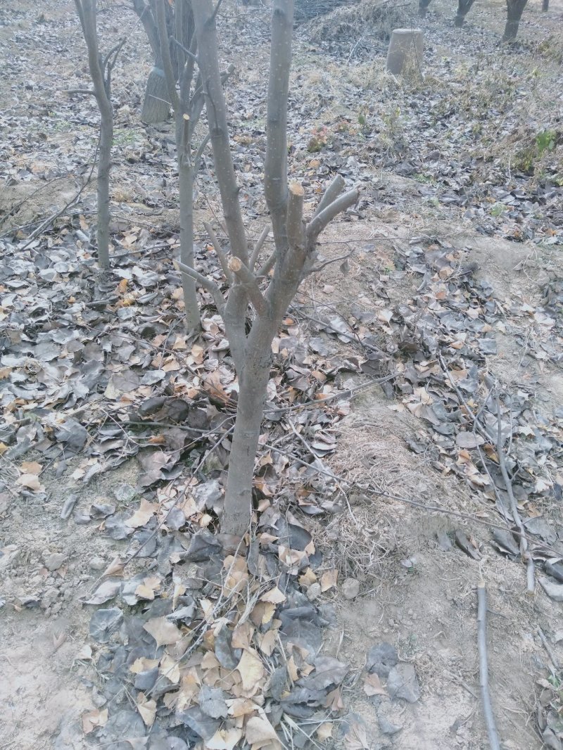 梨树2~4cm2.5~3米