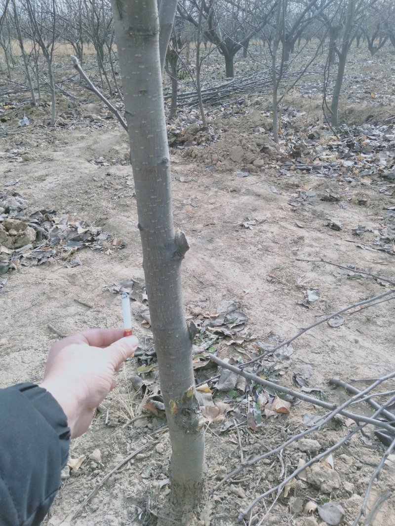 梨树2~4cm2.5~3米