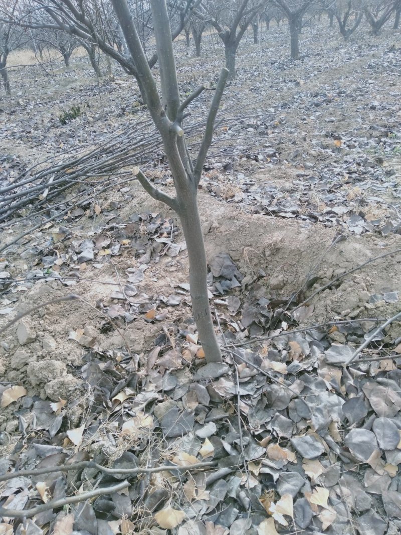 梨树2~4cm2.5~3米