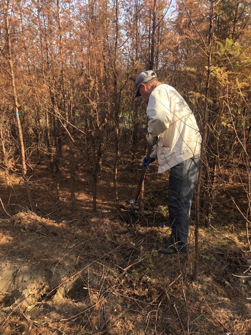 水杉树衫树工程水衫，基地直销、规格齐全。