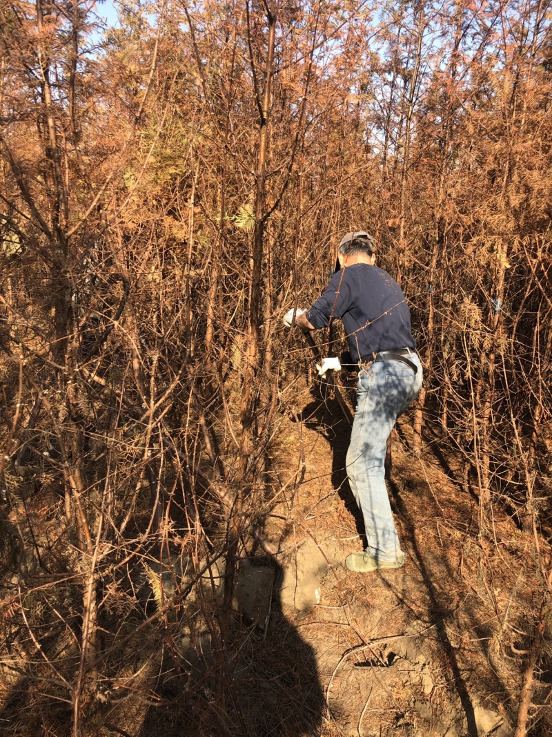 水杉树衫树工程水衫，基地直销、规格齐全。