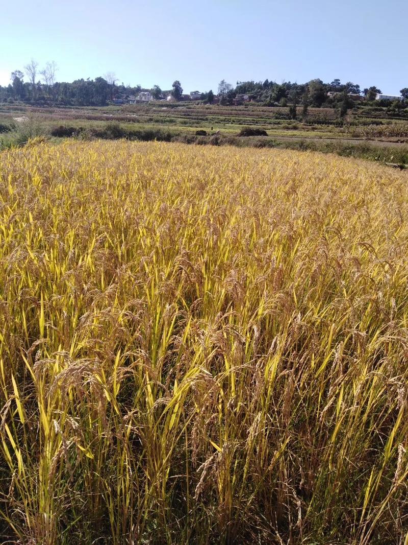 农家原生态红米