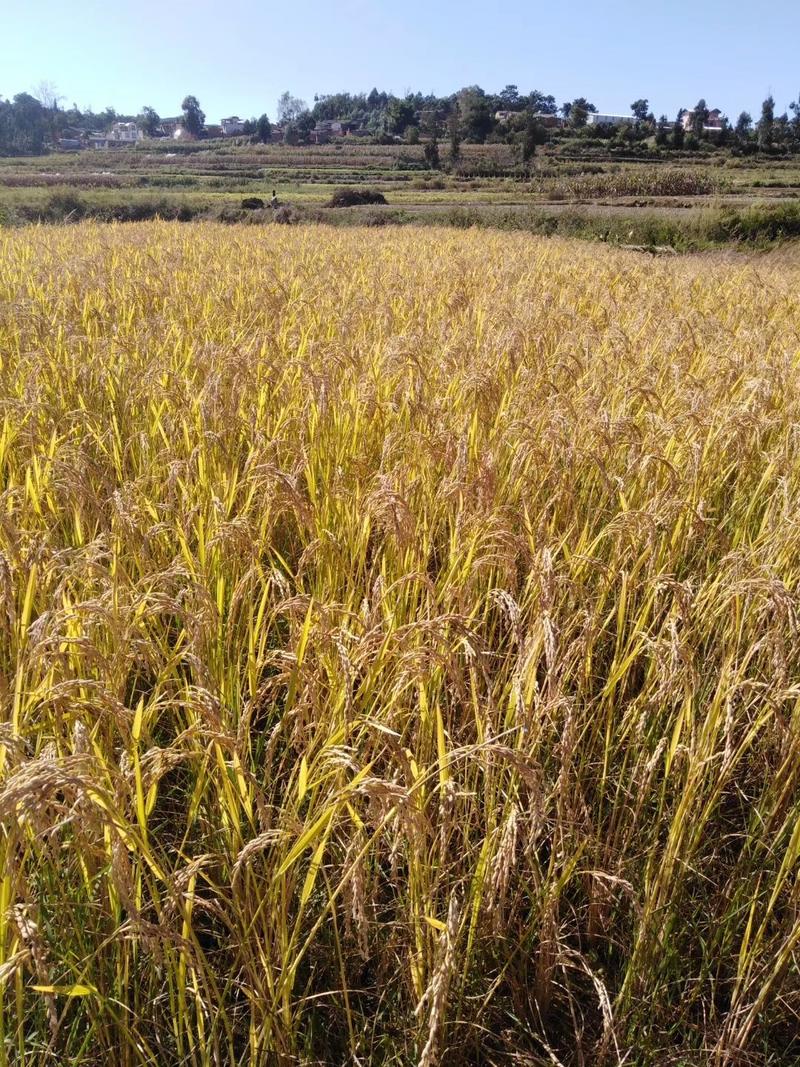 农家原生态红米