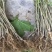 台湾长果桑，金香葚，黑麒麟，无籽大10，红果号