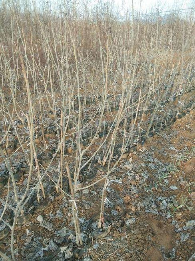 台湾长果桑，金香葚，黑麒麟，无籽大10，红果号