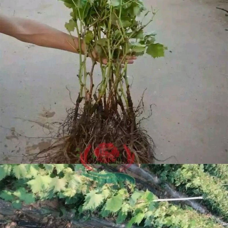 纯正蓝宝石阳光玫瑰巨峰夏黑维多利亚等葡萄苗