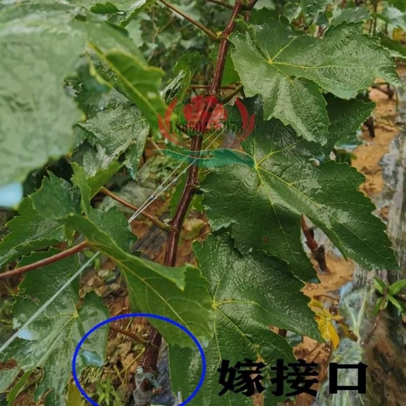 纯正蓝宝石阳光玫瑰巨峰夏黑维多利亚等葡萄苗
