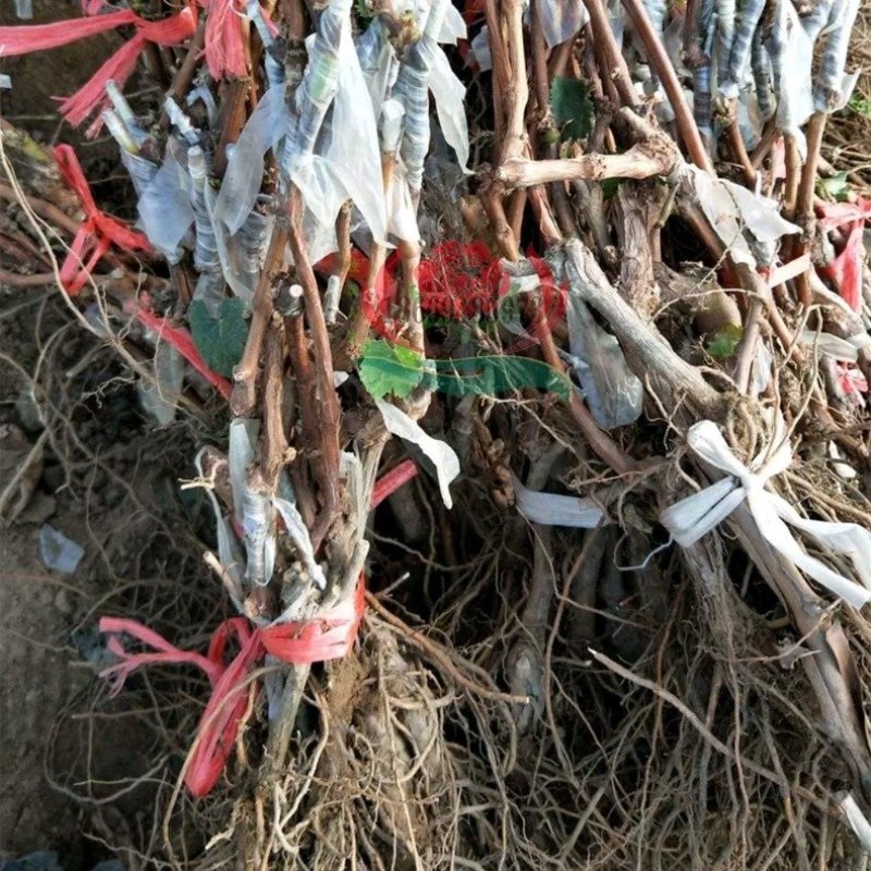 纯正蓝宝石阳光玫瑰巨峰夏黑维多利亚等葡萄苗