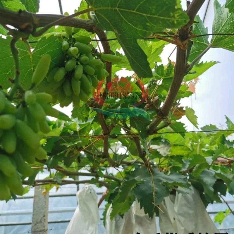 纯正蓝宝石阳光玫瑰巨峰夏黑维多利亚等葡萄苗