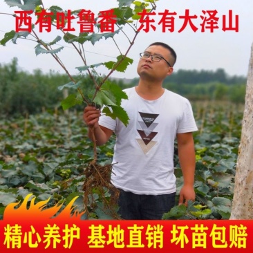 纯正蓝宝石阳光玫瑰巨峰夏黑维多利亚等葡萄苗