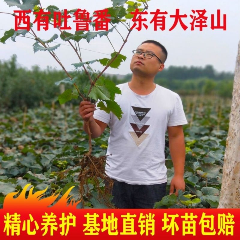 纯正蓝宝石阳光玫瑰巨峰夏黑维多利亚等葡萄苗