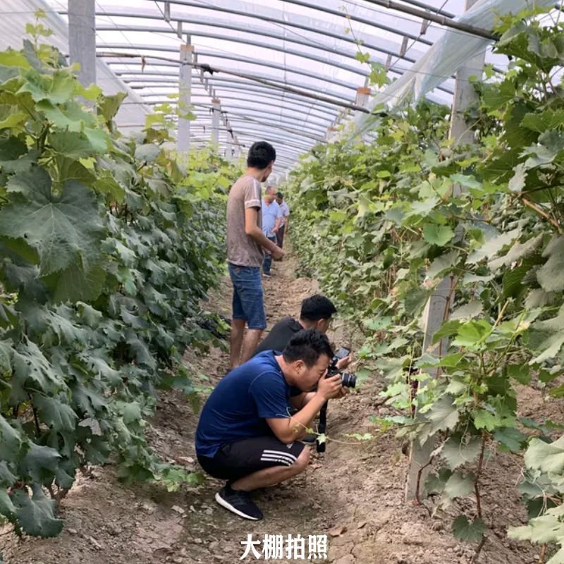 纯正蓝宝石阳光玫瑰巨峰夏黑维多利亚等葡萄苗
