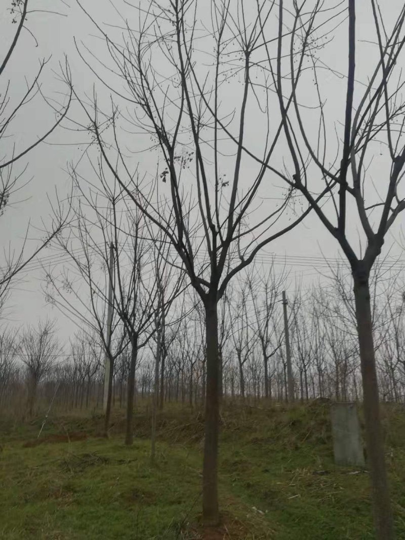 【包技术指导】山东柿子苗，规格品种齐全，现挖现发全国发货