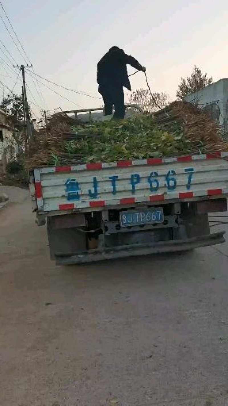 【包技术指导】山东柿子苗，规格品种齐全，现挖现发全国发货