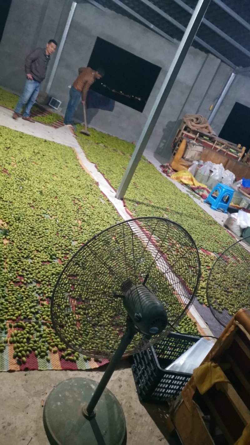 橄榄