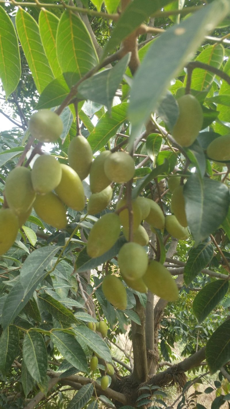 橄榄