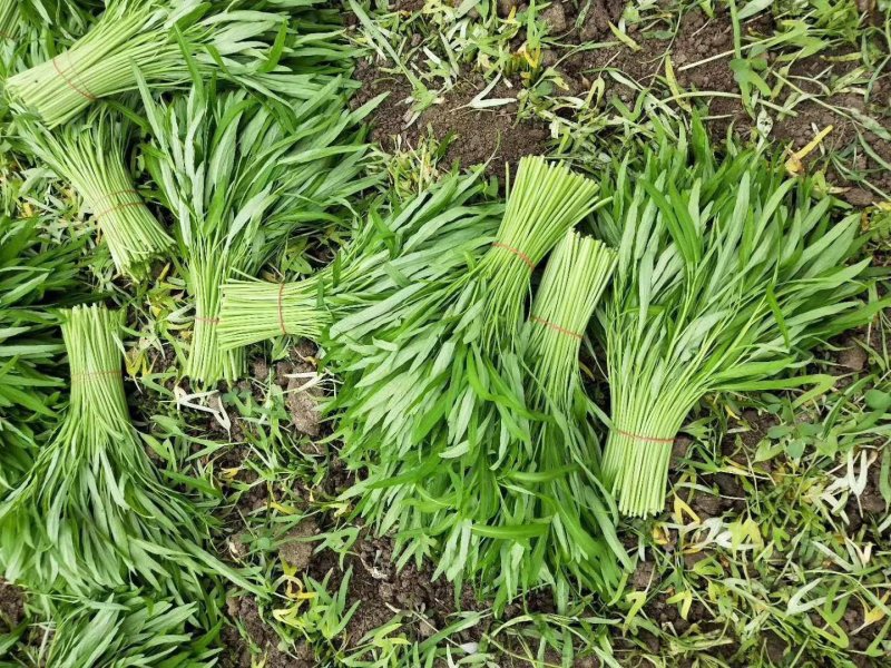 精选空心菜籽，专门做芽苗菜和大田种植的，质量好价格优