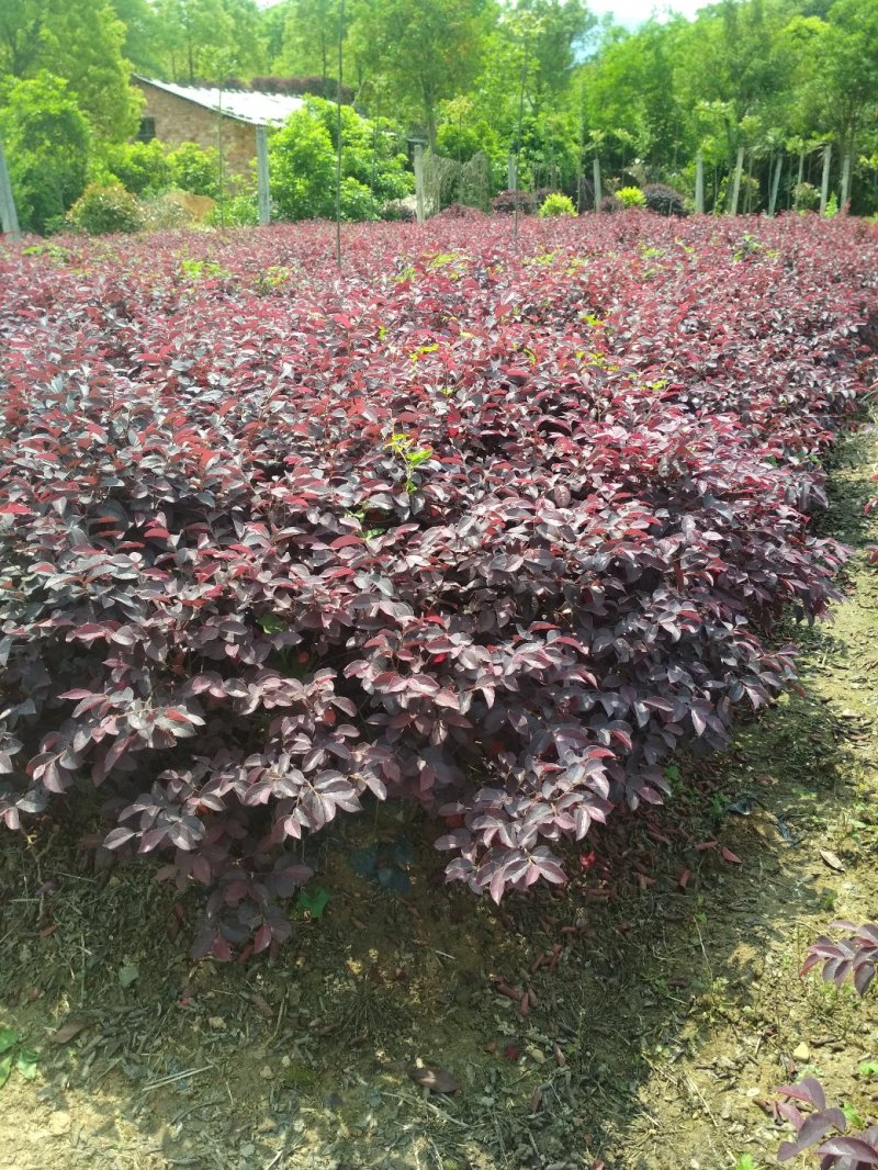 红花继木树苗庭院花坛红花檵木绿化小苗苗圃直发低价批发