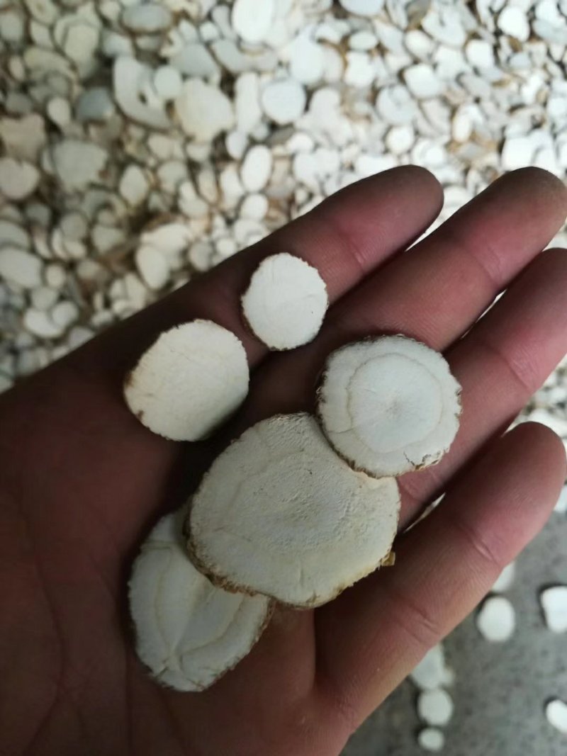 白芷无硫白芷中统大统批发零售供应上千种中药材